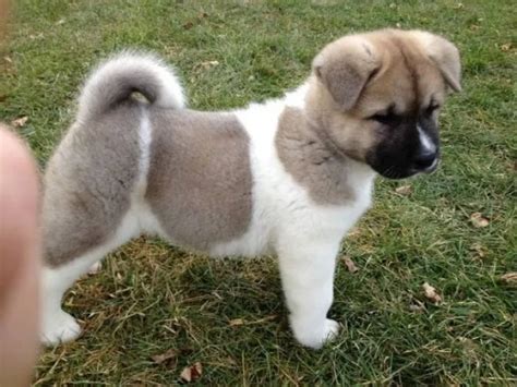 7 Special Tips For Taking Care Of Akita Puppies