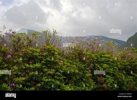Wild Plants In Scenic Mountain View Stock Photo Alamy