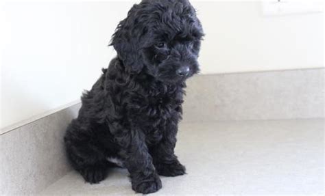 License fees vary between $10 and $21, depending on the dog's age and time of year of adoption. Cockapoo Puppy for Sale - Adoption, Rescue for Sale in ...