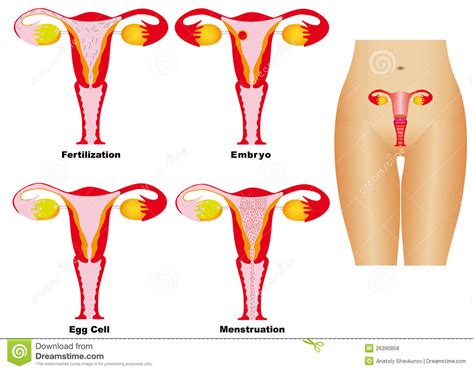 Female Reproductive System Stock Vector Illustration Of Symbol 26390858