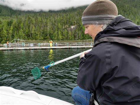The sea lice are detected on the fish, and in a matter of a few milliseconds the system aims the laser beam towards the sea lice and kills them, explains john arne. Salmon Ranching on Twitter: "Fascinating: @BCSalmonFarmers ...