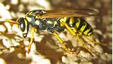 Queen Paper Wasp