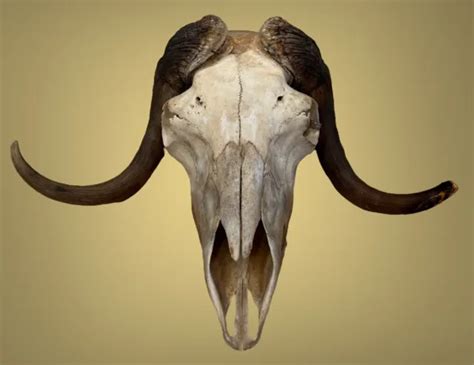 Musk Ox Skull For Sale Picclick