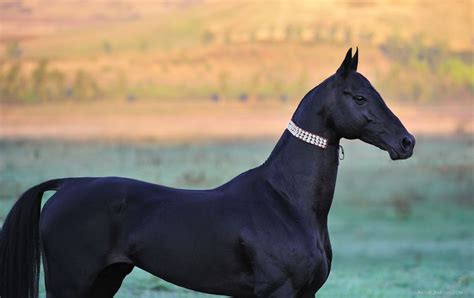 Akhal Teke By Artur Baboev Pretty Horses Horse Love Beautiful Horses