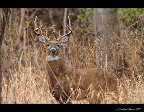 Large 8 Point Buck Flickr Photo Sharing