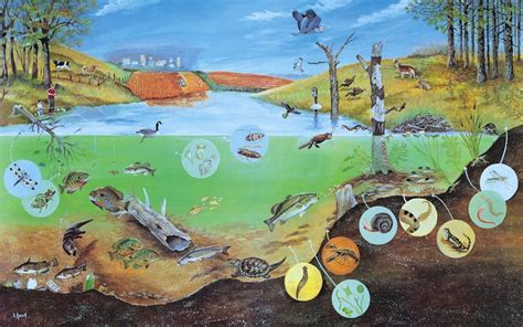 Interactive Ecosystem Poster Water Ecosystems Ecosystems Abiotic