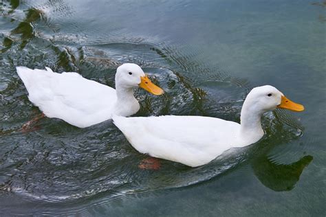 Free Photo Ducks Water Animal White Free Image On Pixabay 473737