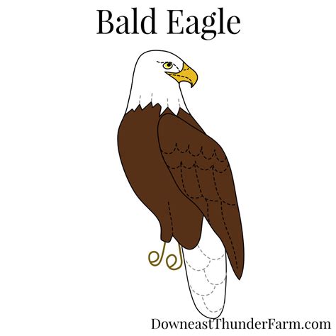 Bald Eagle Kit Downeast Thunder Farm