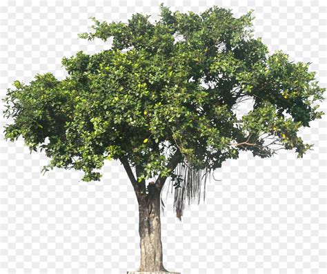 Tree High Resolution Png Pngsource