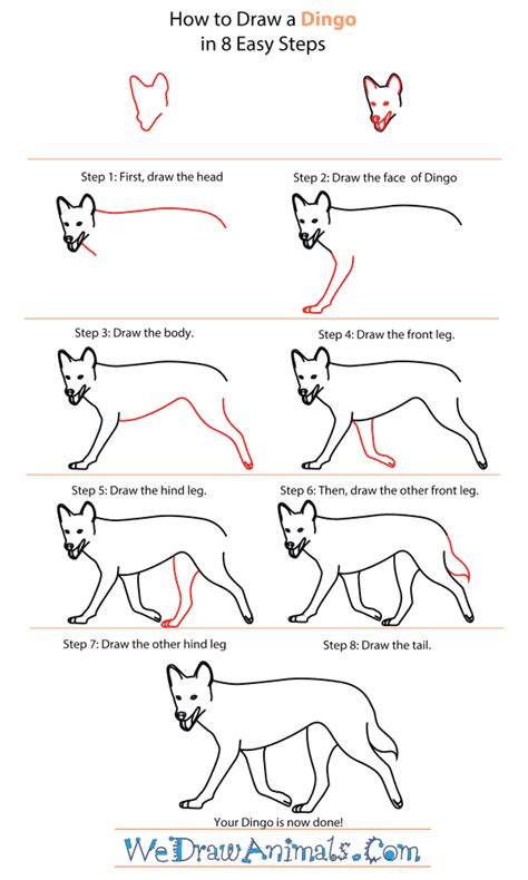 To draw a cheetah, start by drawing a small circle for the cheetah's head and a horizontal oblong for its body. How to Draw a Dingo