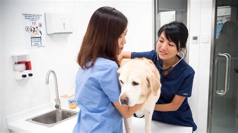Concordia Pet Care Veterinarian
