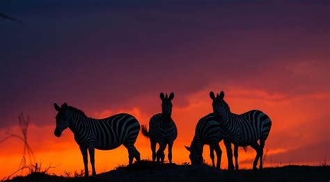 zebras in sunset com imagens