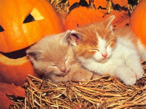 16 Stunning Cute Halloween Cats Wallpapers