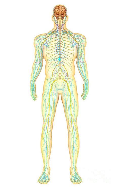 The nervous system is mainly divided into central nervous system, peripheral nervous system and autonomic nervous system. 105 best images about Anatomy of the Human Race on Pinterest