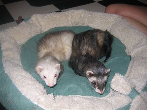 2 Male Ferrets For Sale To Good Home For Sale Adoption From Greensburg