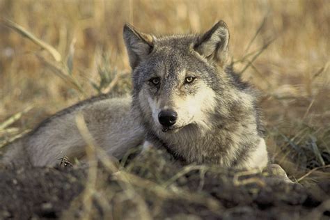 Court Mandates New Recovery Plan For Endangered Mexican Wolf Grand