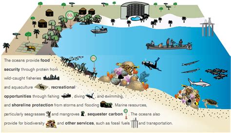 Blue Carbon Blog Carbon Sequestration As A Marine Ecosystem Service