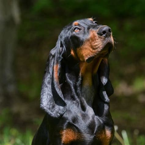 Black And Tan Coonhound Breed Facts Traits Health Vets Choice