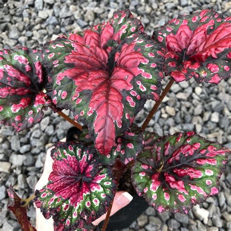 Begonia Rex Festive Red And Green 45 Pot Little Prince To Go