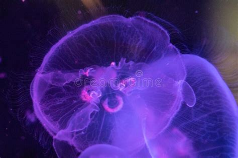 Chesapeake Bay Jellyfish 3 Species Seanettles Chrysaora Quinquecirrha