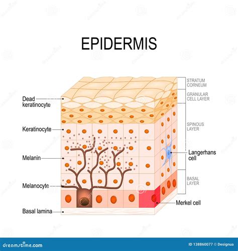 Estructura De La Epidermis Célula Y Capas De Una Piel Humana