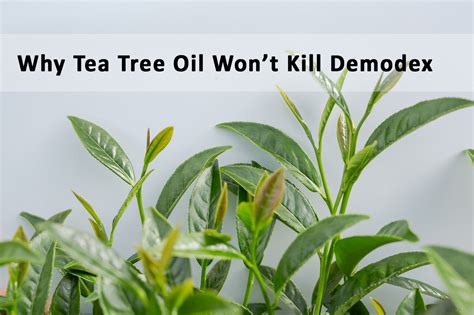 Why Tea Tree Oil Wont Kill Demodex Ungex Anti Demodex Products