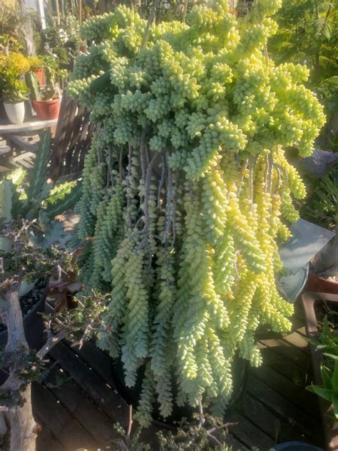 String Of Donkey Tails Hanging Succulents Garden Decor Living Etsy