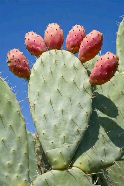 Ver más ideas sobre suculentas, cactus y suculentas, plantas suculentas. Tunera de Canarias | Cactus y suculentas, Plantas ...