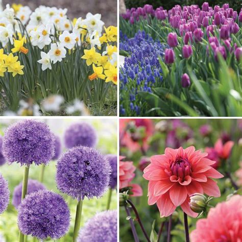 Bloom Time Chart For Spring And Summer Bulbs Longfield
