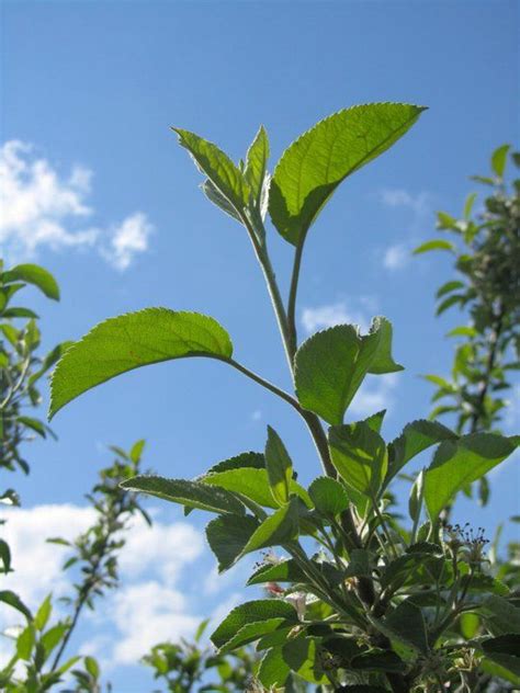 Fruit trees need full sun to thrive. Fruit Tree Care: Watering & Fertilizing | Fruit trees ...