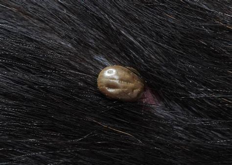 Ticks On Cats Identification And Treatment Animal Friends