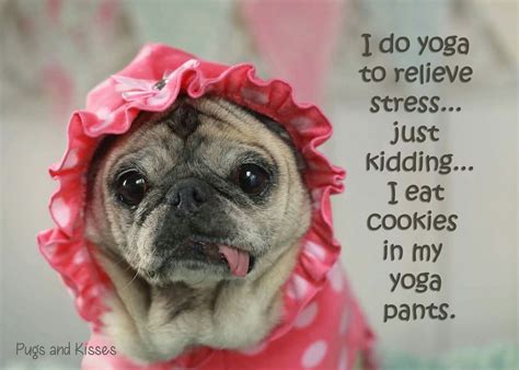 Yoga To Relieve Stress Pug Cartoon Funny Animals Cute Animals Pug