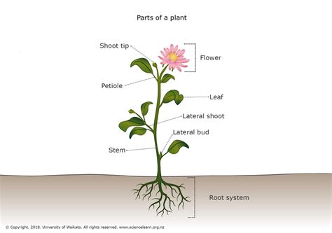 Diagram Diagram Of Where Are The Parts Of A Plant Mydiagramonline