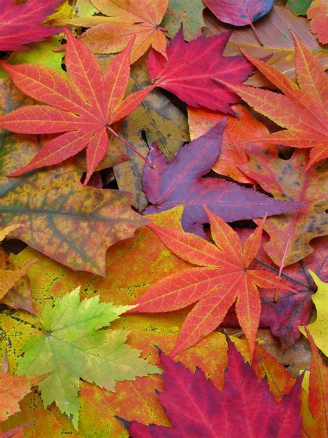 Image Gallery A Rainbow Of Fall Leaves Live Science