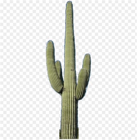 Cactus Png Saguaro Cactus No Background Png Image With Transparent