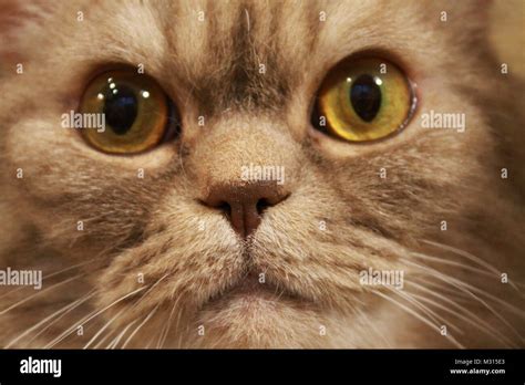 Angry Fat Hi Res Stock Photography And Images Alamy