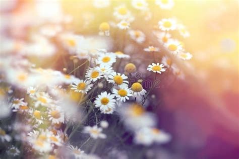 Beautiful Flowering Wild Chamomile In Spring Stock Image Image Of