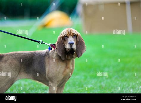 Bloodhound Search And Rescue Dog Stock Photo Alamy
