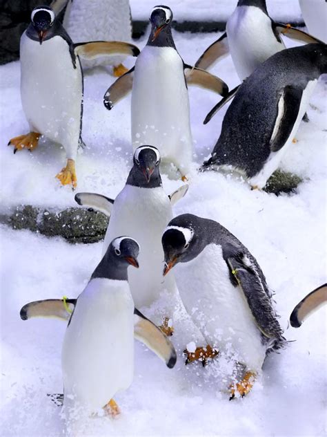 Penguins Celebrate Their First Anniversary In Their New Home Daily