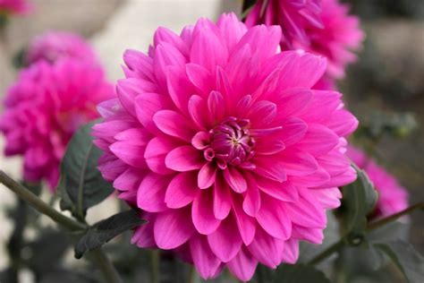 Check spelling or type a new query. Magenta Dahlia | Dahlia Hill, Midland, Michigan, USA ...