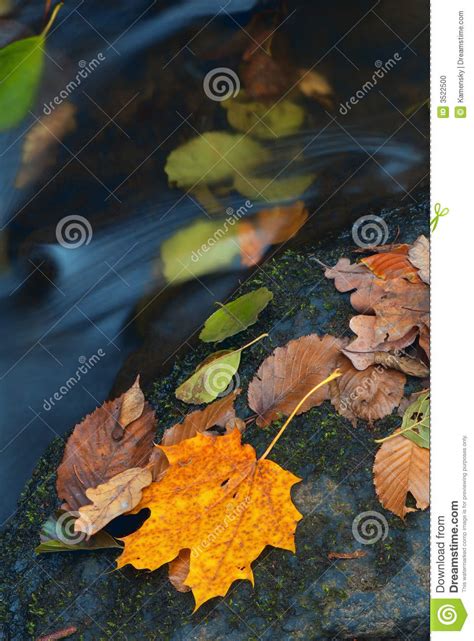Autumn Leaves In Stream Stock Photo Image Of Nature Foliage 3522500