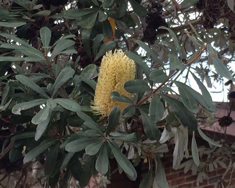 Gardensonline Banksia Integrifolia