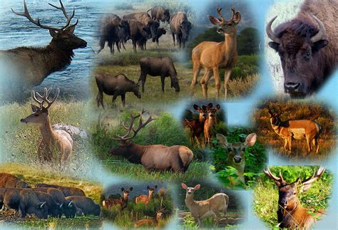 Wildlife Collage Photograph By J D Whaley Fine Art America