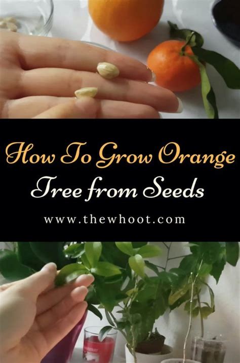 Grow Orange Tree From Seeds The Whoot Growing Fruit Trees Tree