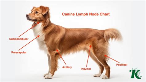 Causes Of Swollen Lymph Nodes In Dogs Kingsdale Animal Hospital
