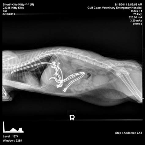 My Cat Ate What 5 Insane X Rays Veterinary Radiology Vet Medicine
