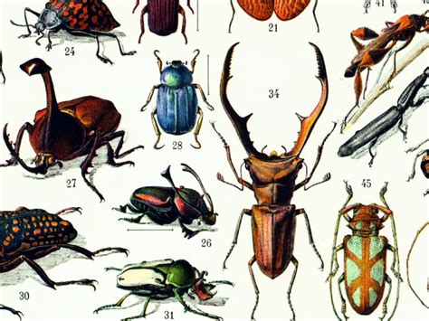 1933 Insectes Planche Entomologie Originale Cigales Larousse Etsy 80080
