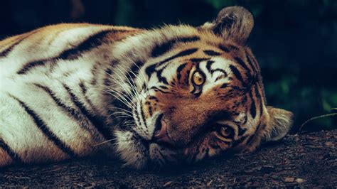 Free Download Tiger Sleeping 5k Wallpaper Hd Wallpapers 5120x2880 For