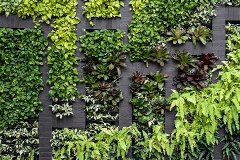 Why You Should Consider A Vertical Garden Landscaping Melbourne