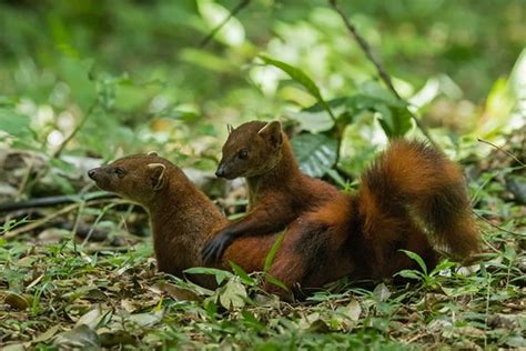 Ken behrens is a member of vimeo, the home for high quality videos and the people who love them. Ring-tailed Vontsira | Galidia elegans | Ken Behrens | Flickr